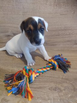 Štěňátka Jack Russell - 3