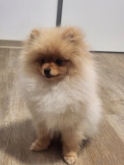 Pomeranian s PP - 3