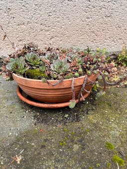 Květináče (i s obsahem pokud chcete) - cena za vsechny - 3