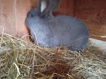 Vídeňský modrý samec - 3