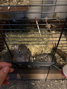 Osmák degu - 3