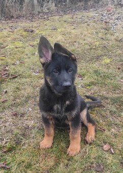 Německý ovčák - štěňata s PP - 3