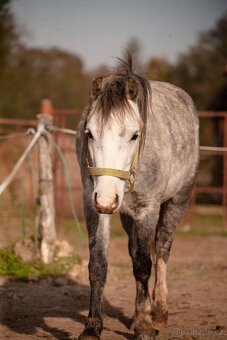 4letá pony klisna, prodej či bezplatný pronájem - 3