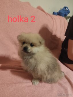 Špic pomeranian štěňátka - 3