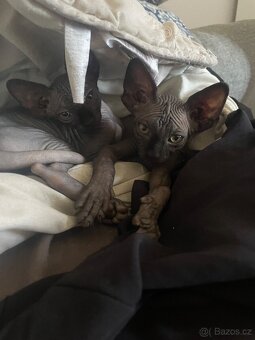 Kočičky Sphynx - 3