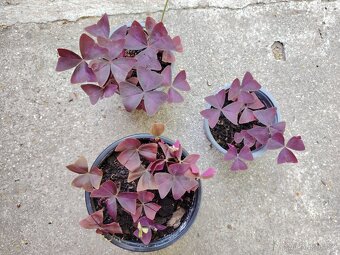 Pokojovky, oxalis - 3