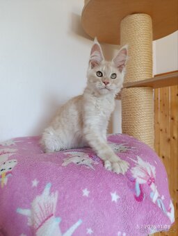 Mainská mývalí koťátka s PP - kocourek Tristan - 3