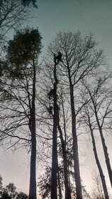 Rizikové kácení stromů - 3