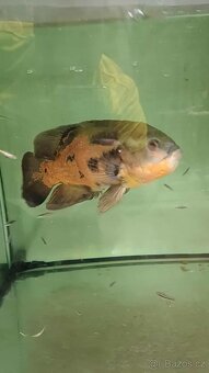 Astronotus Ocellatus - 3