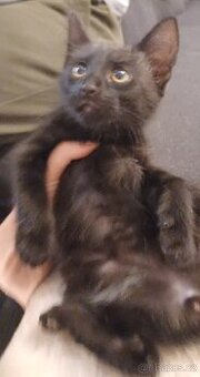 Mainská x Ragdoll x - 3