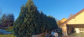 Prodej vzrostlých thují - 3