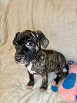 Americký pitbulterier - 3