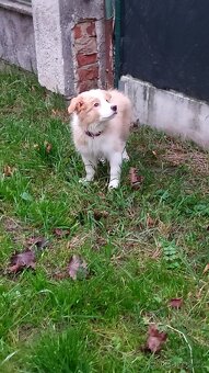 Štěňata border kolie - 3