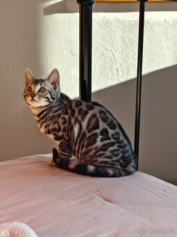 Bengálský kocourek - 3