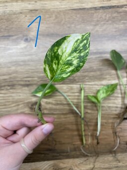 Epipremnum aureum - zakořeněné řízky - 3