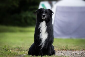 Australský ovčák - Krytí chovným psem - 3