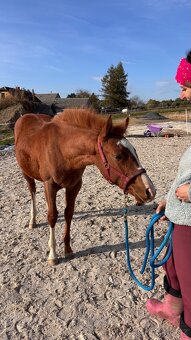 Nabídka docházky ke koním - 3