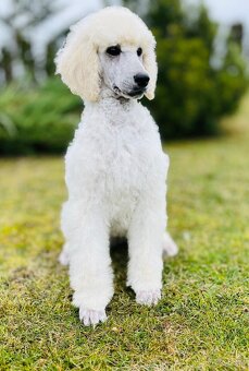 Pudl velký královský s PP - 3