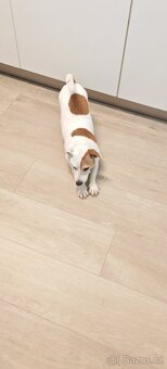Jack Russell teriér - 3