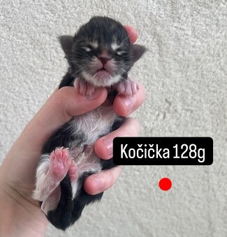 Mainská mývalí koťátka - 3