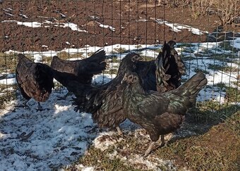 Kuřátka Ayam Cemani - 3