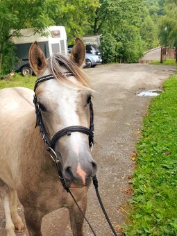 Valašek Český sportovní pony - 3