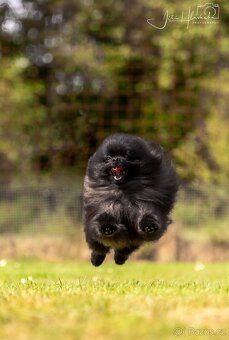 Pomeranian s Průkazem původu FCI - chovný pes - 3