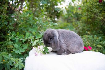 Daruji králíčka - 3