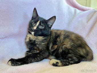 Mainská křížená koťátka - 3