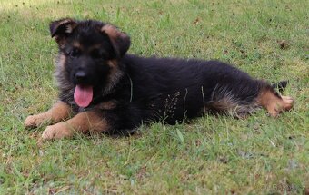 Německý ovčák štěňata s PP pejsek - 3