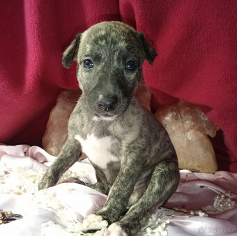 Whippet štěňátka bez PP po rodičích s PP ( FCI). - 3