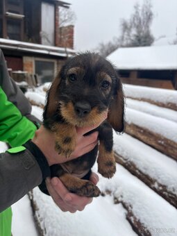 Štěně jezevčíka - 3