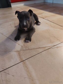 Stafordšírský bulteriér - 3