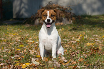 štěňata Jack Russell teriéra s PP - 3