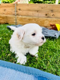 Coton de Tulear pejsek s PP - 3