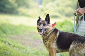 Roxy - x Německý ovčák, hodná, mazlivá, cca 4 roky - 3