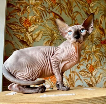 Sphynx - 3