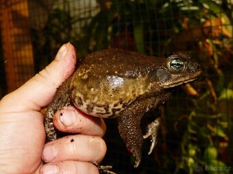 Ropucha obrovská (Rhinella marina) - 3