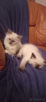 Ragdoll koťata - 3