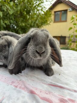 🐇 Čistí modří berani – samci i samice k odběru 🐇 - 3