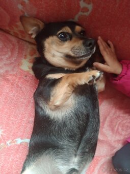 Křížení čivava - 3