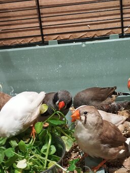 Zebřička pestrá - 3