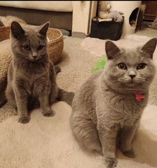 Britská koťata britské kotě - 3