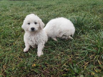 Slovenský čuvač bez PP - 3