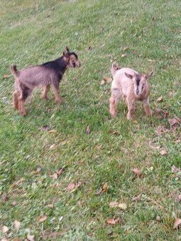 Prodám kůzlata - 3