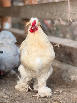 Brahmanka x hedvábnička - 3