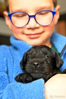 Knírač střední černý - 3