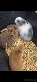 Zakrslý králíček - 3