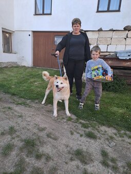 Akita Inu mám holky i kluky inz platí do smazání - 3