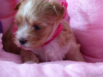 Luxusní holčičky golddust s PP- blondýnky jorkšírský terier - 3